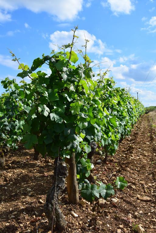 La Route Des Vins Apartamento Beaune  Exterior foto